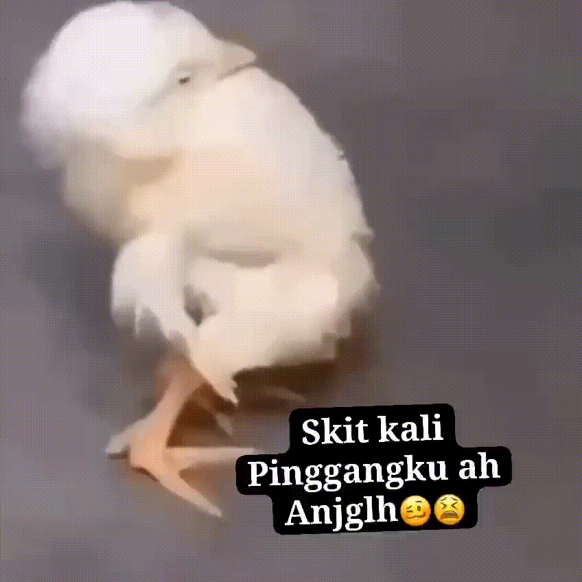 TOTO TOGEL